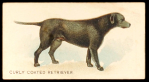 N163 Curly Coated Retriever.jpg